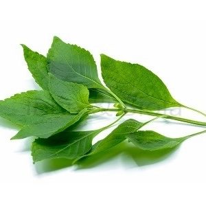 Scent leaf (Fresh)