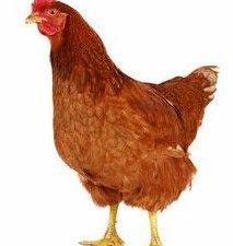Chicken Old Layer