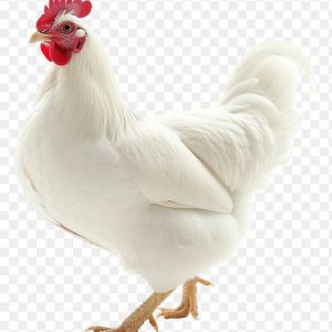 Chicken live Broiler