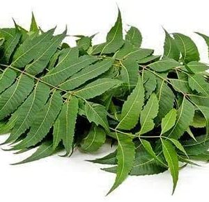 Dongoyaro leaf