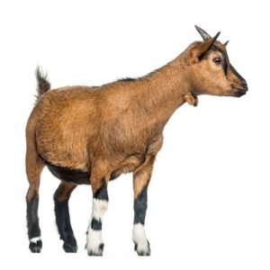 Goat Female (Midsize)