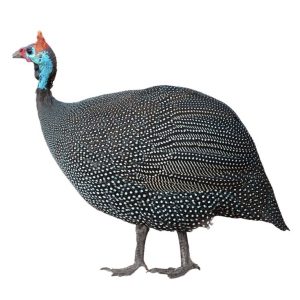 Guinea fowl -Fresh