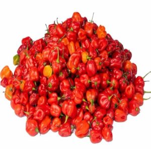 Pepper - Red Habanero