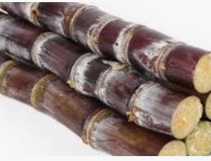 Sugarcane
