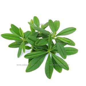 Waterleaf (Gbure)